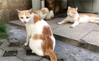 为什么猫咪会流浪在家里呢