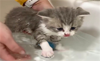 猫咪为什么洗澡都在门口