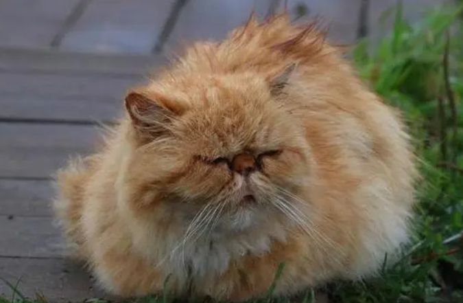 猫咪的皮肤为什么这么好呢 猫咪的皮肤为什么这么好呢