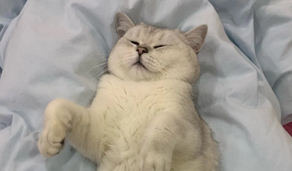 猫为什么喜欢躺着睡觉