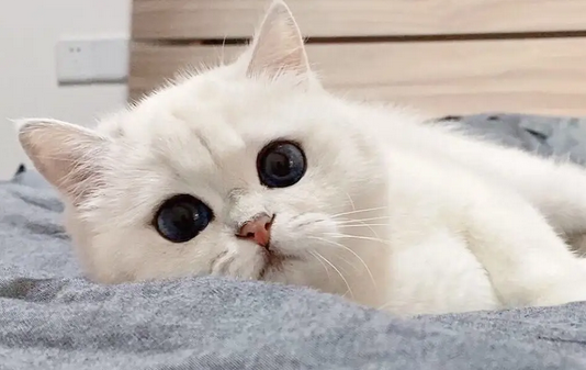 猫咪为什么后腿乱蹬