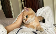 为什么猫咪很甜很粘人