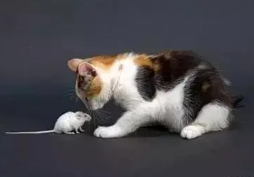 猫一般多大才抓老鼠