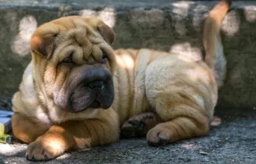 纯种沙皮犬多少钱一只?看看价格再决定吧