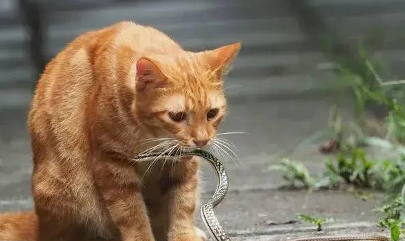 猫咪真的可以吃蛇吗 猫咪真的可以吃蛇吗