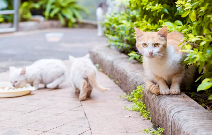 流浪猫喜欢你的10种表现 流浪猫喜欢你的10种表现