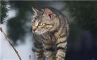 狸花猫卖300一只正常吗