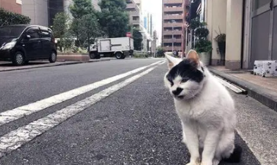 猫咪可以爬马路吗为什么呢