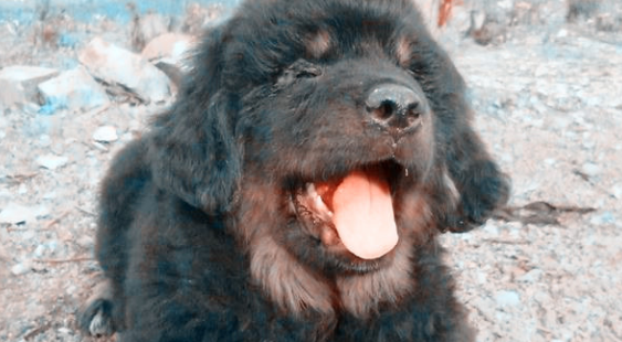 藏獒会背叛主人吗