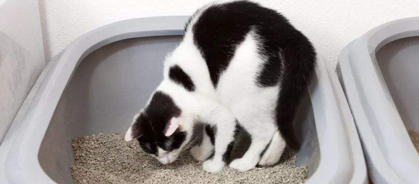 猫屎为什么不能马上铲