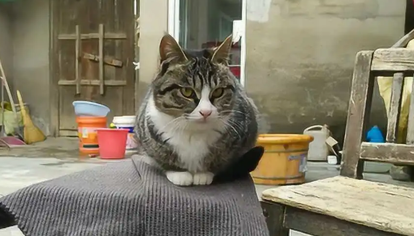 农村人为什么不喜欢养猫