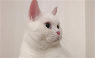 猫咪为什么要打架呢图片大全