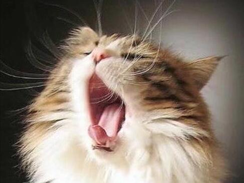 猫咪为什么被人欺负 猫咪为什么被人欺负