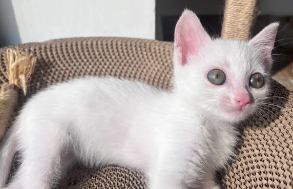 小土猫怎么养听话?来这里了解下吧 小土猫怎么养听话?来这里了解下吧