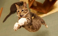 猫咪为什么这么喜欢跑酷游戏