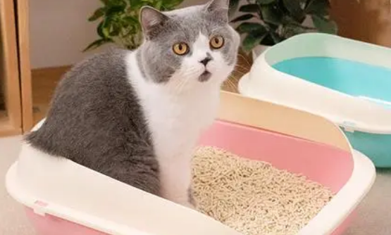 猫咪跳到墙上拉屎是怎么回事
