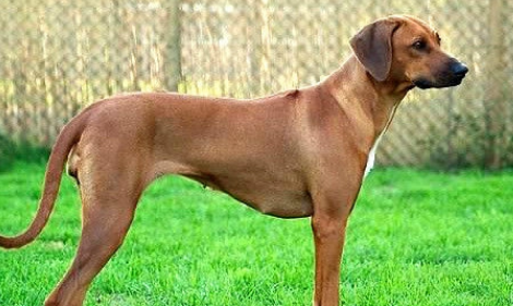 罗得西亚脊背犬好养吗？该怎么养？