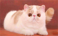 宠物猫咪品种大全及图片及名称介绍