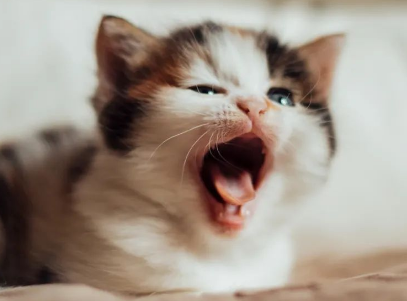 猫咪会传染病给人吗