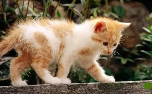 为什么所有的猫都知道自己叫咪咪