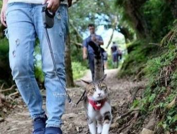 铲屎官表示,我们家猫咪超喜欢出门散步 铲屎官表示,我们家猫咪超喜欢出门散步