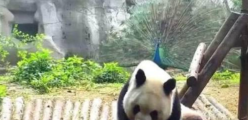 孔雀到国宝面前开屏,大熊猫怒了:我打架从不看你是几级保护动物 孔雀到国宝面前开屏,大熊猫怒了:我打架从不看你是几级保护动物