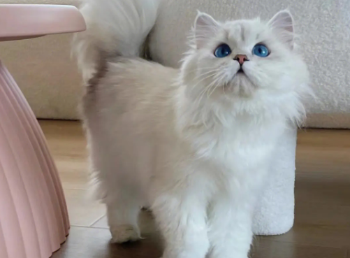 长毛银点好不好养？有什么缺点？来看看吧