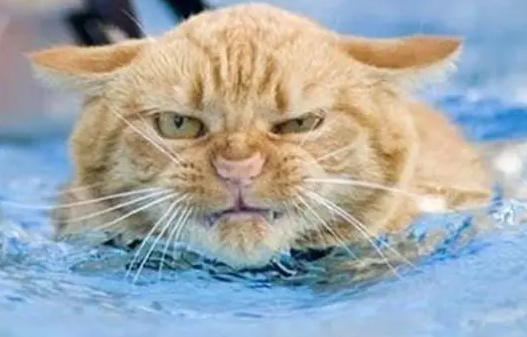 猫咪为什么怕水,怕洗澡