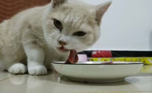 猫咪能吃很多鹌鹑干嘛