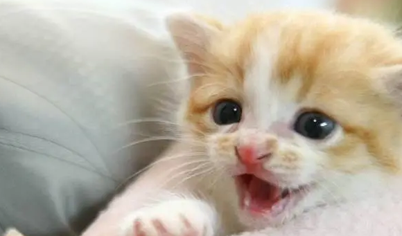 小猫总是生病怎么办