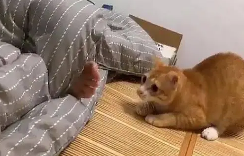 猫咪为什么爱追人的脚呢