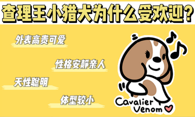 为何查理王小猎犬这么受追捧？养过就忘不了