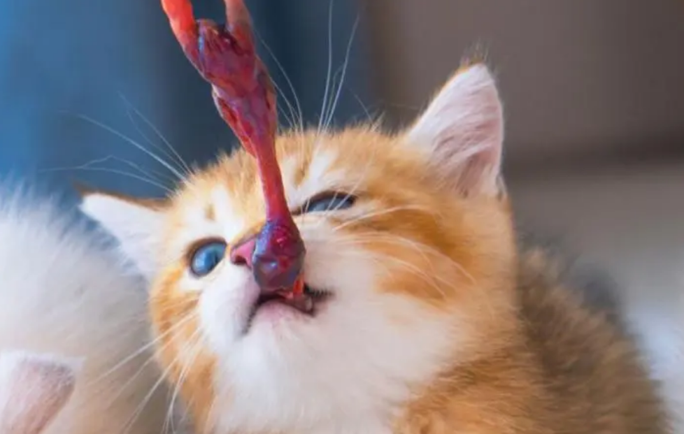 小奶猫吃鹌鹑