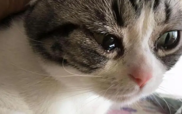 猫咪会哭吗会流眼泪吗 猫咪会哭吗会流眼泪吗
