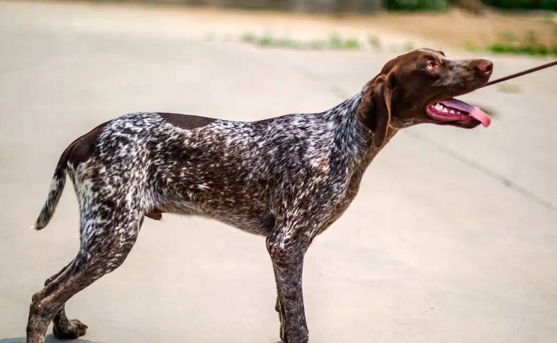 波音达猎犬怎么修剪指甲?现在就来教你! 波音达猎犬怎么修剪指甲?现在就来教你!