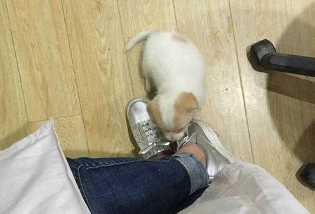 小奶狗火腿被主人抢走，一脸委屈的样子