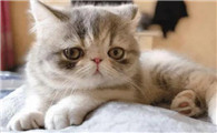 猫咪鼻子干不吃饭是生病了么