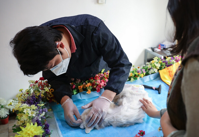 北京宠物火化官网网址