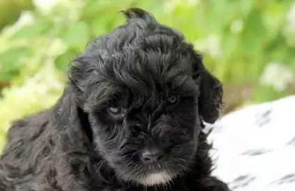 罗秦犬好养吗?来这里看看吧 罗秦犬好养吗?来这里看看吧