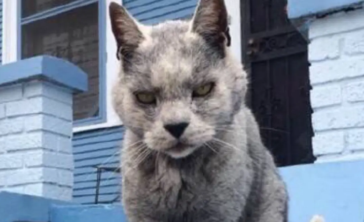 为什么有的猫咪很像狼咪一样 为什么有的猫咪很像狼咪一样