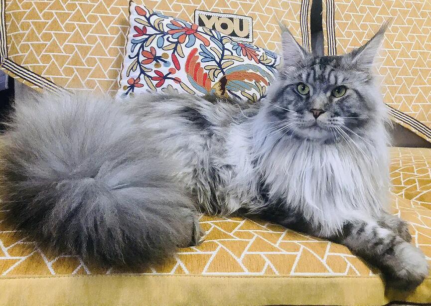 缅因猫咪为什么长得像猫咪呢 缅因猫咪为什么长得像猫咪呢
