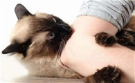 猫咪为什么喜欢咬胳膊肘