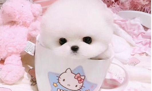 茶杯犬一次吃几粒狗粮？吃多了小心损害健康