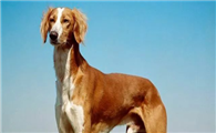 萨路基猎犬寿命是多长?