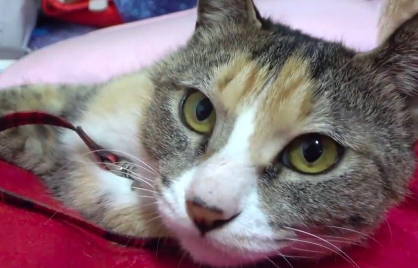 猫咪不怕老鼠夹怎么回事 猫咪不怕老鼠夹怎么回事