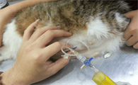猫咪内脏破了有什么症状