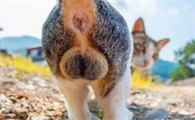7个月公猫蛋蛋长啥样