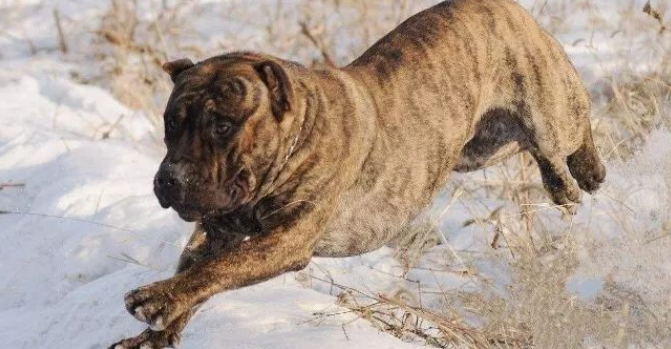加纳利犬怎么养？养加纳利犬要注意什么？
