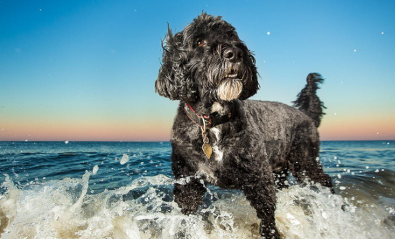 葡萄牙水犬坐下怎么训练?一文教会你! 葡萄牙水犬坐下怎么训练?一文教会你!