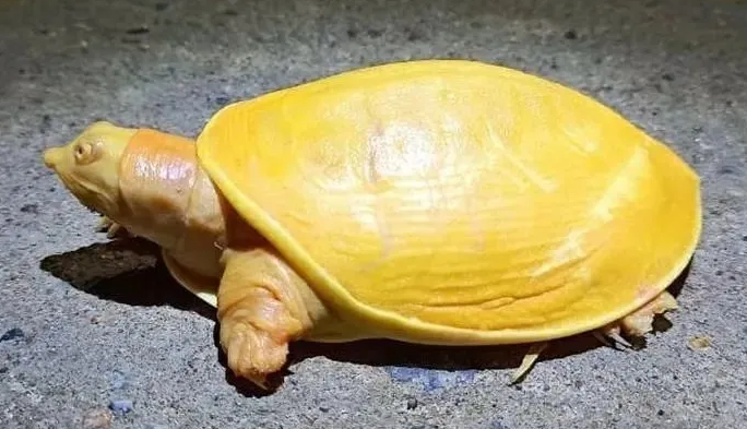 黄金鳖分布在南方还是北方？南北之别是否明显？